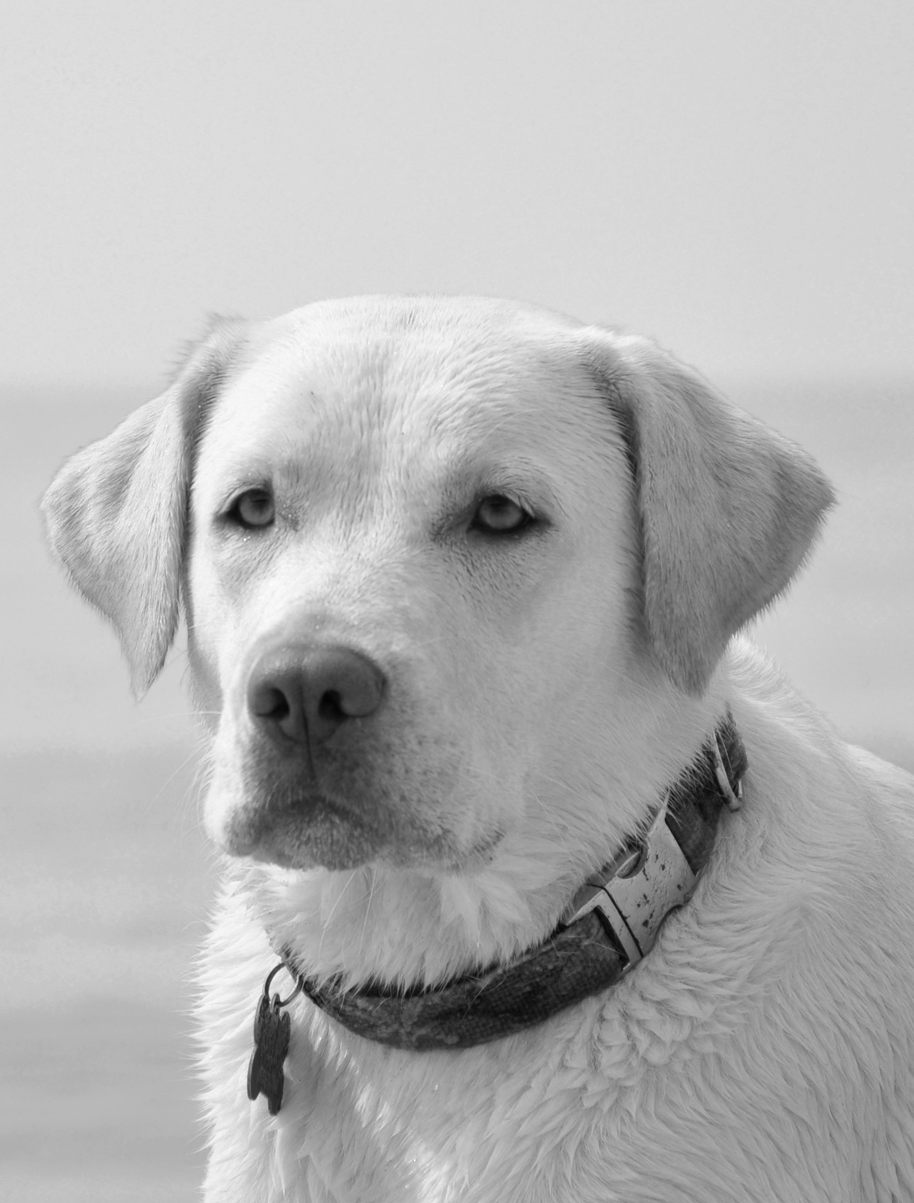 Alter Ego Mascot Skif