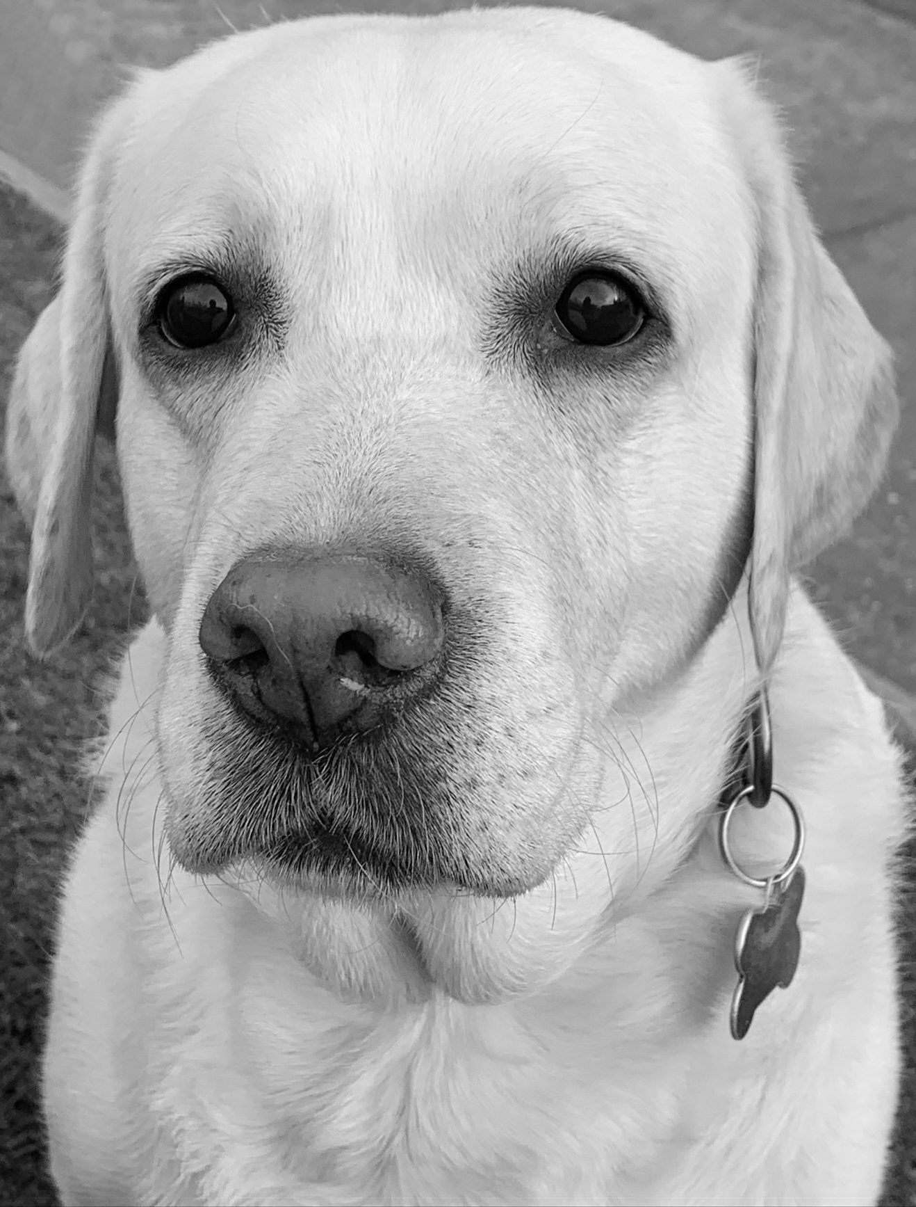 Alter Ego Mascot Skif